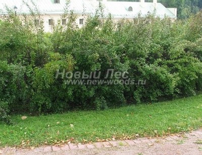 zi01-221302-100-listvennaya-zhivaya-izgorod-spiraea-x-vanhouttei-spireya-vangutta.jpg