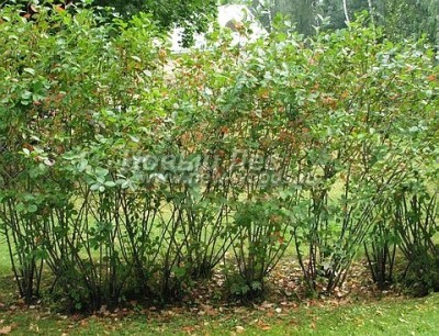 zi01-221401-100-listvennaya-zhivaya-izgorod-aronia-melanocarpa-chernoplodnaya-ryabina-aroniya-chernoplodnaya.jpg